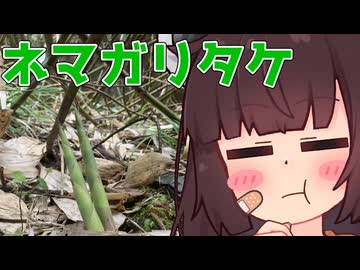 ネマガリとったらとりあえず焼いて食えるじょん【深夜でもないももんじゃ】