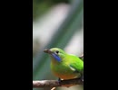 【Short】Lullaby of Birdland - Jazz Vocal Cover