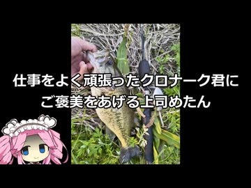 仕事をよく頑張ったクロナーク君にご褒美を上げる上司めたん【VOICEROIDフィッシング】四国めたん