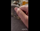 カキカキを渋ると逃げられる□