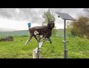 ジョウケンの行く手にモンスターウルフ現る