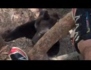 ホモと見る熊に襲われて大ピンチになる男