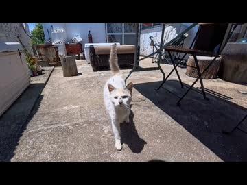 猫島の丘の上のカフェ、外席に座った瞬間…猫店員さんが注文を取りに来てくれた