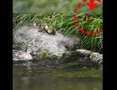 敵襲…母は囮に、ヒナたちは待った【カルガモ親子】