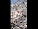 今時の10万円のスマホのカメラで桜を撮影してみた。ver2024