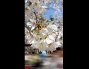 今時の10万円のスマホのカメラで桜を撮影してみた。ver2025