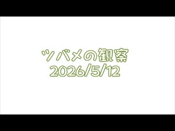 つばめの観察2026No009