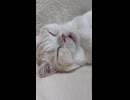 ソファーで仰向けになって寝ている猫さん□#まんちの樹 #猫カフェ #猫