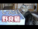 【野良猫】に 振り回されました…【元野良猫】