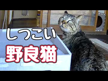 【野良猫】に 振り回されました…【元野良猫】