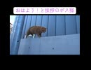 追憶のボス猫、お散歩にいく