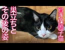 賢き保護子猫、幸せへの巣立ち