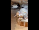 ソファーの下で裏返って寝ている猫さん #shorts