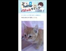 【尊】Xでバズった猫ちゃんが可愛すぎた…