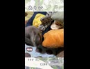 【うさぎ 5歳】あそび