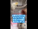 お母ちゃんによる癖つよオカメインコ達一斉おはようの儀を執り行いましたｗ