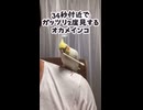 【爆笑】「34付近」でがっつり二度見するオカメインコはち