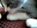 子猫ぐっすり×５