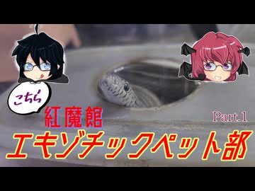 [両爬01]コーンスネークを貰った小悪魔［ゆっくり］