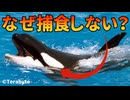 【最新版】シャチが人を捕食しない理由がこちら【生物解説】