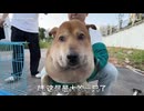 ホモと見る顔がパンパンになってしまう野良犬