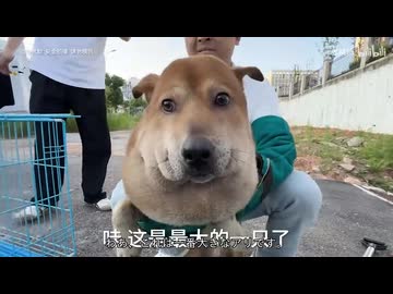 ホモと見る顔がパンパンになってしまう野良犬