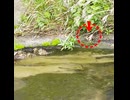 1羽だけ泳ぎたくないヒナ？【カルガモ親子】
