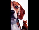 【創作短編】隣の家の犬