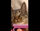 ゆきのしっぽがバタバタし出した時の対処法