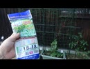メロン：つるものネット10cm目 緑 1.8×1.8mをしてみた。5月14日(木)