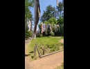 鯉のぼり 国営アルプスあづみの公園にて