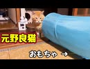おもちゃ遊び 再チャレンジ【元野良猫】【野良猫】