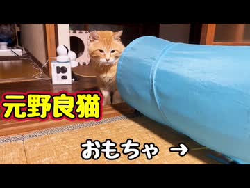 おもちゃ遊び 再チャレンジ【元野良猫】【野良猫】