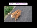 奥義！野良猫8WD