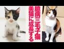 気弱な保護子猫、美しき三毛猫へと成長する
