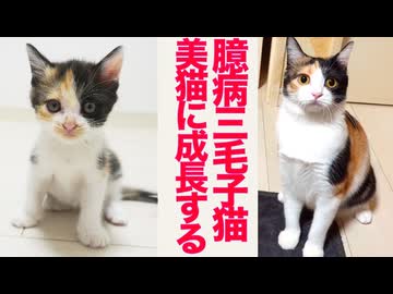 気弱な保護子猫、美しき三毛猫へと成長する