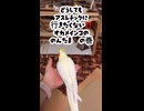 【オカメインコ】どうしてもアスレチックに行きたくない「のんたま」意地を見せる。