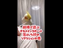 【オカメインコ】綿棒が好きすぎて遊ぶが落とした時のリアクションが（笑）