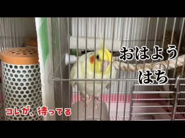 【密着】朝から甘えん坊が過ぎるオカメインコ、飼い主を完全に手玉に取るｗｗｗ