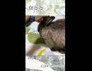 【うさぎ 13歳】おみみ