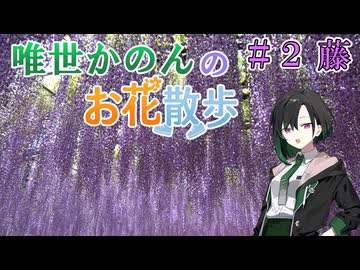 唯世かのんのお花散歩 #2 藤
