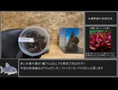 水草水槽立ち上げR・T・A（リアル・立ち上げ・アクアリウム）Part.1