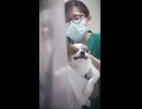 ホモと見る苦手な注射を我慢する犬