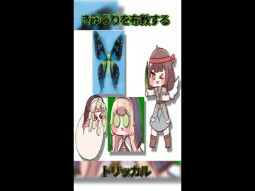 きゅうり反対派に植えを促すキュウイ