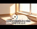 【絶対見逃さないで】猫が老化しているサイン【猫雑学】
