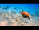 Following a little turtle swimming in the turquoise water. Wildlife of the sea or ocean.