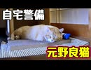 本気で警備する様です【元野良猫】【野良猫】