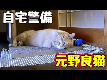 本気で警備する様です【元野良猫】【野良猫】