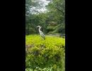 アニマルビデオ　AV サギ　鳥　もふもふ　動画
