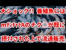 20260515_【ショックがデカすぎて緊急ライブ配信】□養殖魚は既にmﾅﾝﾁｬﾗAおでんのチク○が接ﾀﾈされて流通販売